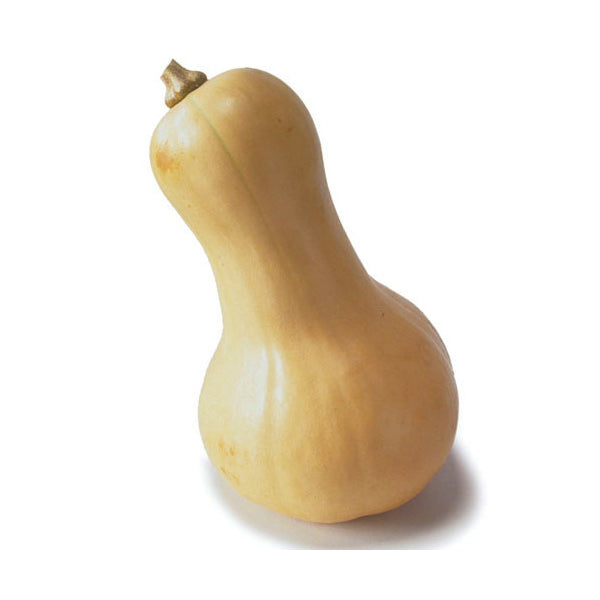 Butternut Squash (2-3 lb)